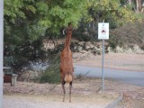 Wild hert on the campground 3