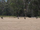 Emu on the campground 1