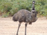 Emu on the campground 2