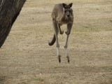 Hopping Roo on campground