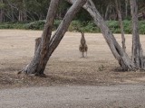 Roo on campground