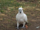 Cockatoo beggin for food ;-)