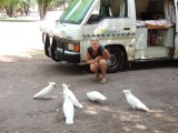 More Cockatoos