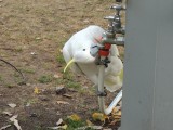 Inventieve Cockatoo