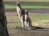 Roo on campground 2