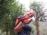 Parrots on the campground