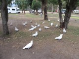 Lots of Cockatoos