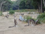 Roo's on the campground 8