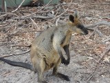 Halls Gap Zoo 8