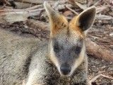 Halls Gap Zoo 9