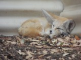 Halls Gap Zoo 10