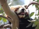 Halls Gap Zoo 11