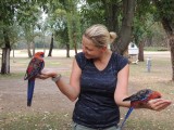 Parrots on the campground