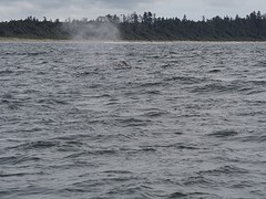 Dag 10 Walvissen spotten