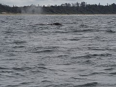 Dag 10 Walvissen spotten