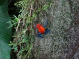 bleu jeans frog