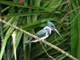 Blauwe ijsvogel