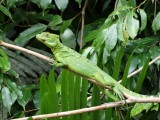 Jezus christ lizard