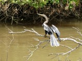 slangehalsvogel