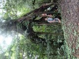 prachtige bomen
