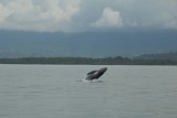 baby walvis