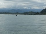 springende walvis