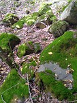 Mossen in national park Borjomi