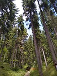 National park Borjomi