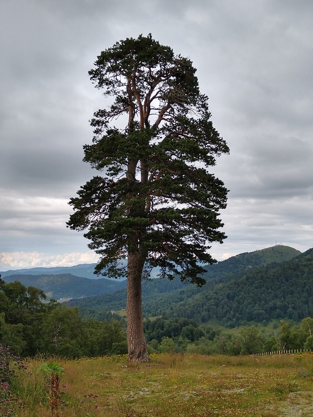 Deze boom stond zo te shinen, en moest dus op de foto