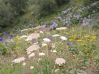 Bloemenpracht aka onkruid