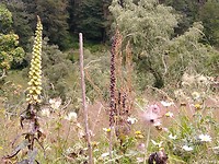 Bloemen, bloemen, bloemen