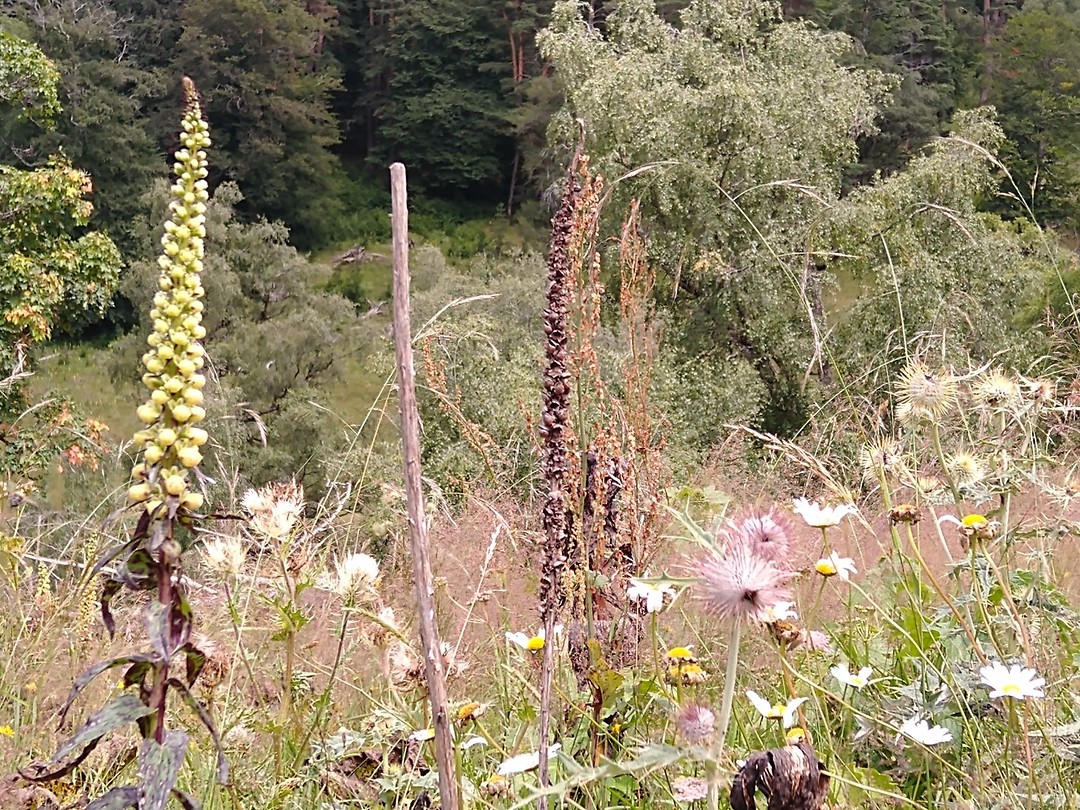 Bloemen, bloemen, bloemen
