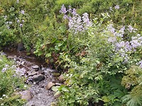 Bloemen aan het water