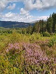 IMG_20220805_131233958_HDR