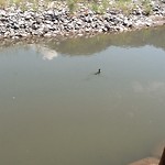 Aalscholver!