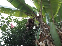 Als de bananen er maar op staan