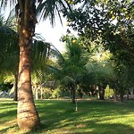Logde, boomgaard met limoenboom, cocosnoten en papaja's en sinaasappelbomen.