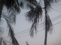 Palm