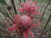 Bloem