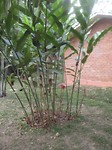 Planten en bloemen