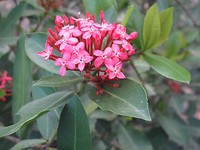 Planten en bloemen