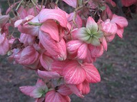 Planten en bloemen