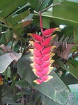 Planten en bloemen