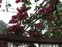 Planten en bloemen