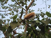 Een plant met heerlijk zachte pluizige 'sigaar" als zaad