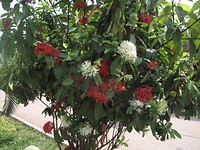 Prachtige bloemen