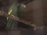 Twee groene papegaai achtigen die nog nieuwsgierig terugfloten