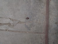 De eerste (dode) kakkerlak, op straat