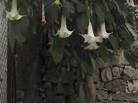 De trompetlelies, al hele " oude" bloemen, die bij veel rituelen werden gebruikt