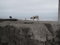Zomaar tussen de bezichtiging door dit: hond en gier beloeren elkaar